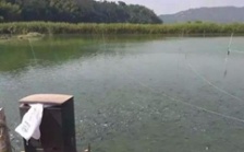  水產(chǎn)養(yǎng)殖水質(zhì)檢測(cè)標(biāo)準(zhǔn)，這五個(gè)方面讓水質(zhì)恢復(fù)清新