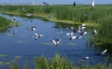  用人工技術(shù)保護長江生物多樣性