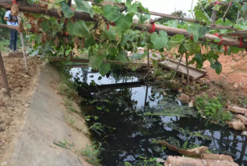 長沙市后湖：徹底消除黑臭，實現&ldquo;長治久清&rdquo;